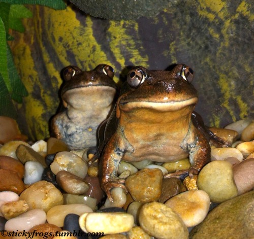 The Pobblebonks Have Assembled!