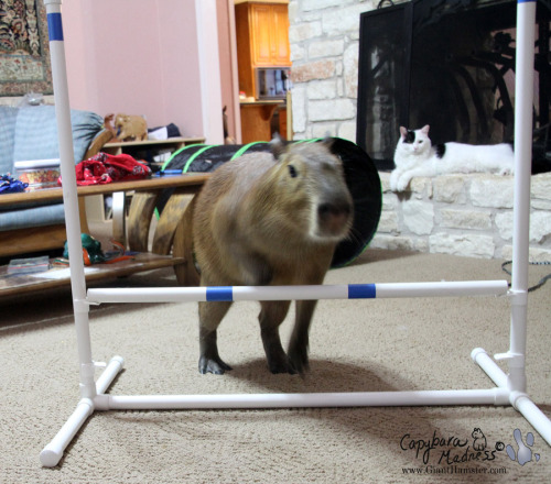 Capybaras are very smart and more athletic than you might suppose. Here is Mudskipper Rous going ove