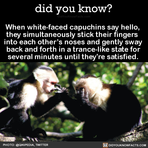 did-you-kno:When white-faced capuchins say hello, they simultaneously stick their fingers  into each