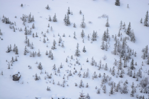 andrewadams:January 2017, Banff National Park