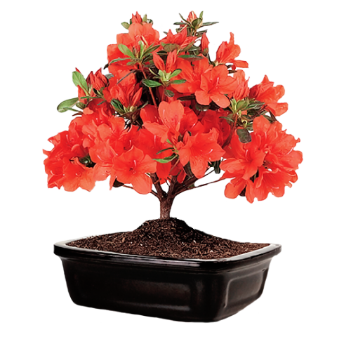 eplery:Azalea Bonsai Tree