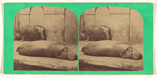 A male and female hippopotamus feeling a bit sluggish after a Thanksgiving feast.