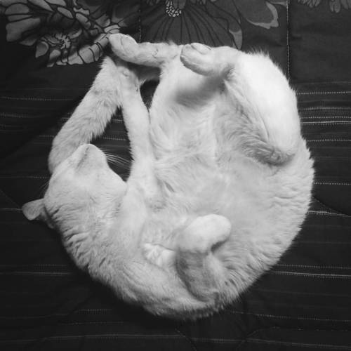 todo un contorsionista #blacknwhite #cat #gato #blancoynegro #black #white #animal #nature #followme