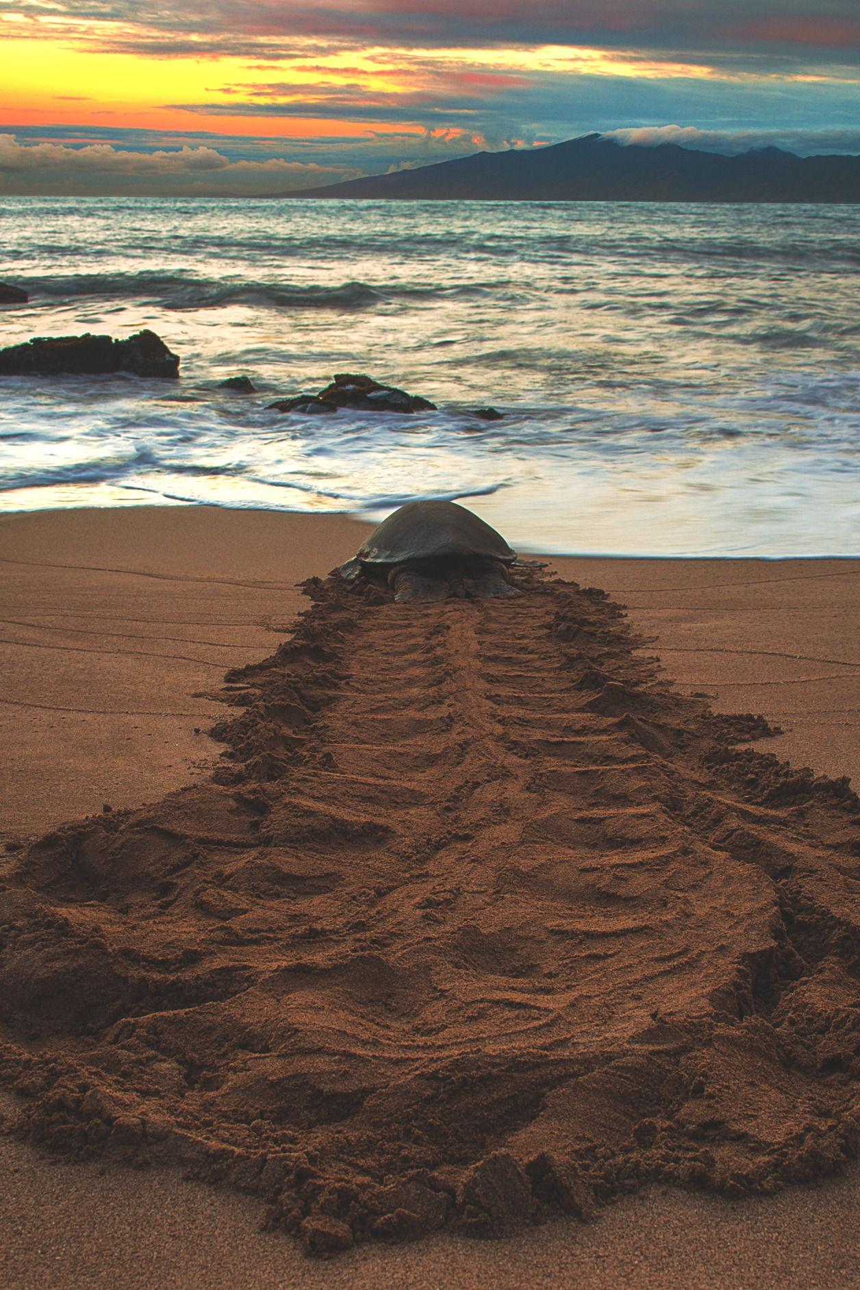 Turtle Tracks | S.L.Δ.B.