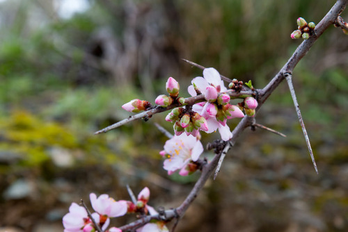 Spikey beauty.Almond blossom, Crete 2018.