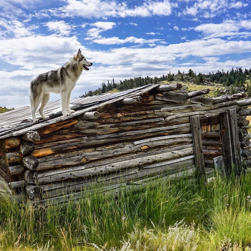 asylum-art-2:  Man takes his dogs on an amazing photographic journey   Breakin’