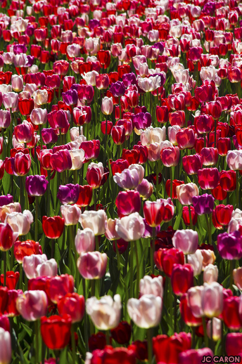  c'est (enfin) le printemps à Montréal… it’s (finally) spring in Montreal … 