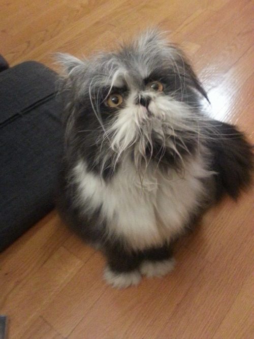 jimhines:catsbeaversandducks:His name’s Atchoum and he has the furriest face ever!”Hypertrichosis is