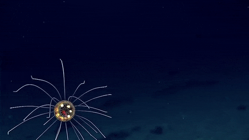 An alien-like jellyfish has been discovered on the Enigma Seamount near the Mariana Trench,  2.3 mil