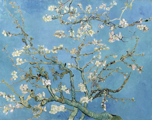 hideback:Vincent Van Gogh (Dutch, 1853-1890)Almond Blossoms, 1890