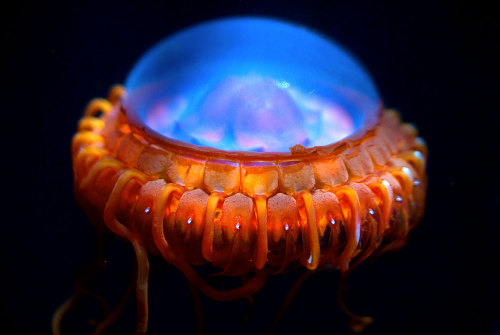 coolthingoftheday: TOP TEN COOLEST JELLYFISH porn pictures