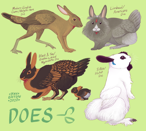 jayrockin: Easter bunnies (aka chabbits, skvaders, or boultry) are GMO designer pets turned practica