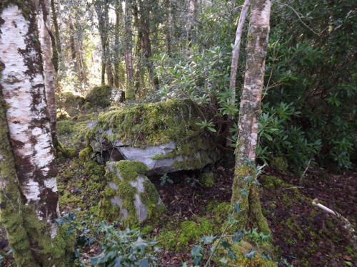 sfitzgerald-art:Megalithic tomb in Ards Forest, with a capstone of edible navelwort