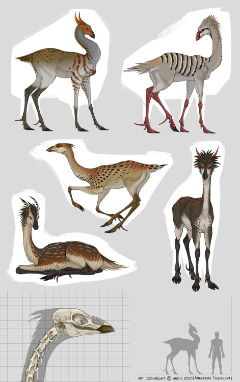 Worldbuilding stuff!Kamma is a species of flightless birds, whose ancestors, for some reason, abando