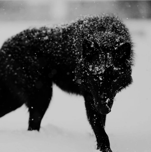 #photography#black wolf#wolf#snow#winter#cold#nature#atmosphere#dark#slavic#nordic#animals#shadow#pagan