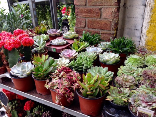 flowering cacti