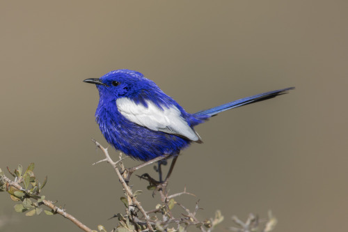 ilovemoss1998:also take a look at (some of) australias fairy wrens i love them, in order: splendid f