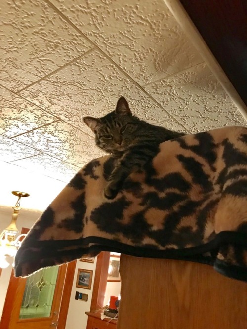 The Princess lays upon her throne&hellip;. ❤️