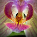 miss-vortex:The Orchid is incredible - not only are there thousands of species all