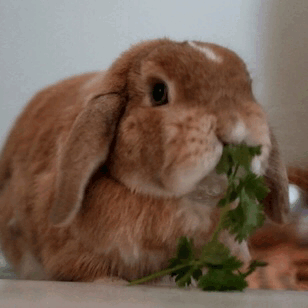 ghibli-bunny:Delicious delicious cilantro~