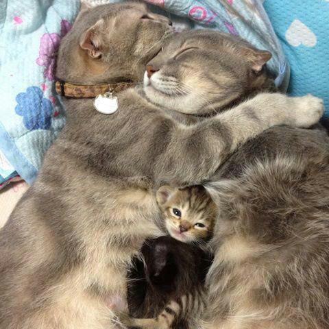 johncoveredinjam:  Here are some pictures of cats hugging. Enjoy your day. 