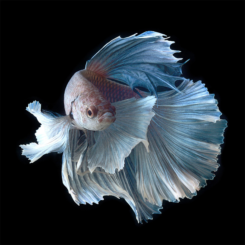 from89:Siamese Fighting Fish by Visarute Angkatavanich