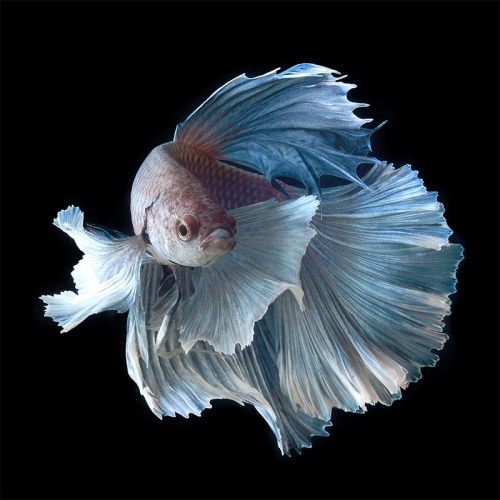 nevver:  Pisces,  Visarute Angkatavanich