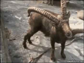 CRONOPIOS.