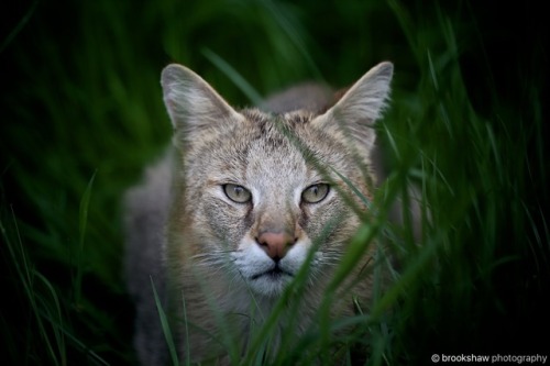 A wonderful Jungle Cat named Jack at WHF Big Cat Sanctuary…