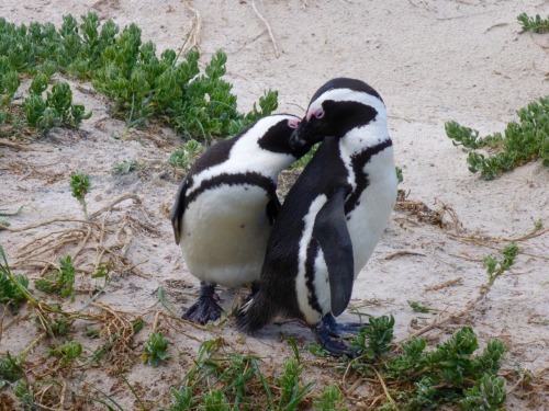 lovesucculents:Penguins and succulents.What could be better?!