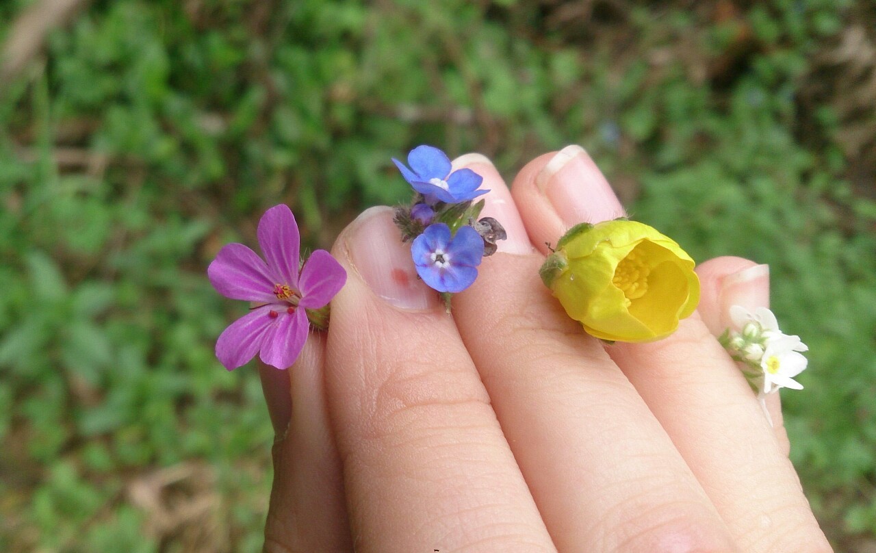 watercolourdreaming:  The gifts of the forest 