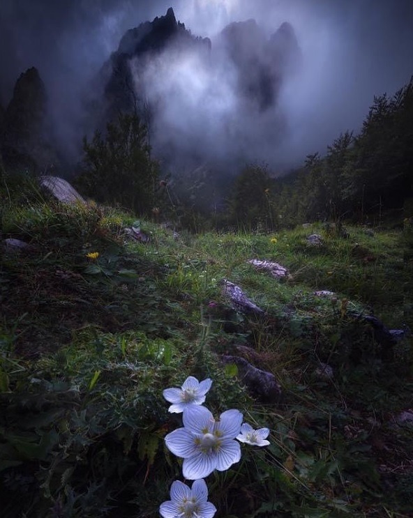 sweetd3lights:
“ All rights reserved by deepforestmagick
”