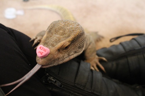 theslinkylizard:Lizard kisses &lt;3