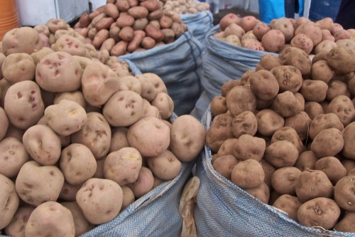Papas, Mercado Central, Sucre, Bolivia, 2006.The homeland of the potato, the central andes offer an 