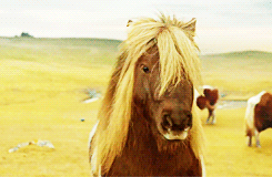 lookaheadtotomorrow:  horsesornothing:   Dance Pony Dance. [x]  oh my god MY LIFE