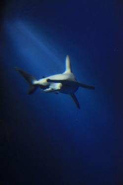 bewareofsharks:  Hammerhead Shark at the