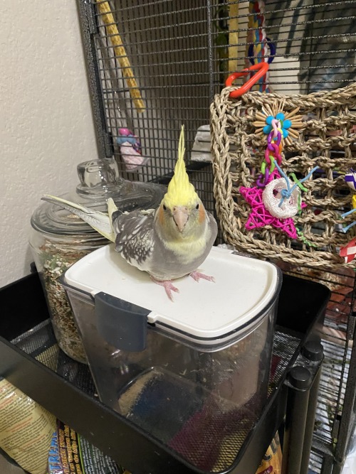 Angry Birb 