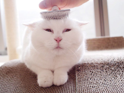 trophywreck:  boredpanda:    This 17-Year-Old Cat Is The Laziest Internet Star In Japan    @strawberrymilk95 