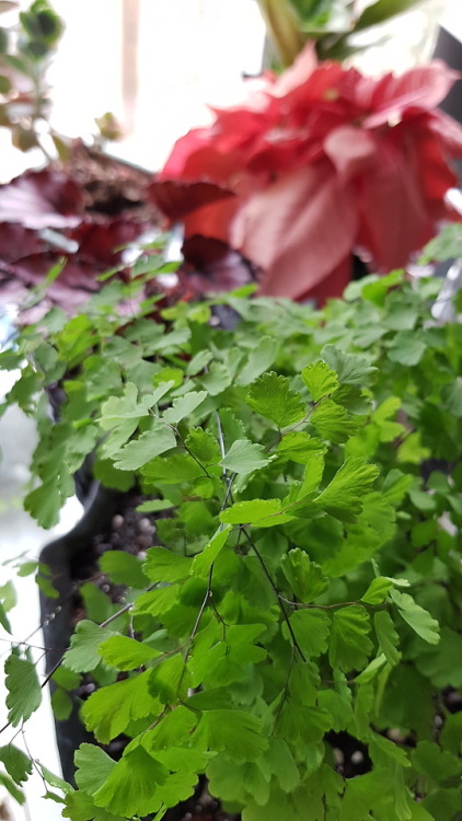 March 2018 - New houseplant! Adiantum!This is the other much-desired plant that came into my life af