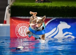 surprisedentistry:someone took pictures of a bulldog doing dog sports and i can’t