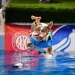 surprisedentistry:someone took pictures of a bulldog doing dog sports and i can’t