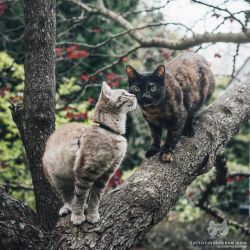 catsofinstagram:  From @whiskered_away: “Eevee the adventure cat and her apprentice @heykasha, enjoying some afternoon tree climbing.” #catsofinstagram [source: http://ift.tt/23Sriff ] 