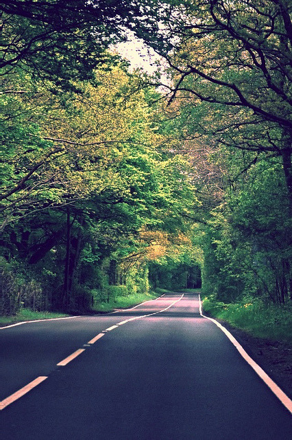 Ruthless — de-preciated:  Road through the forest on Flickr.