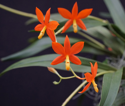 Encyclia vitellina (Mexico)