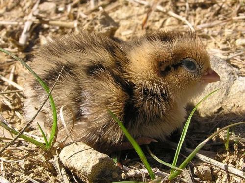 cool-critters:California quail (Callipepla californica)The California quail is a small ground-dwelli