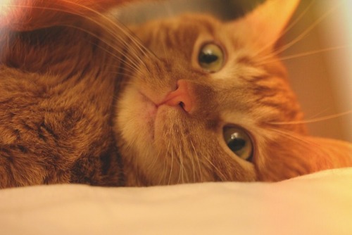 smallgaycatlady:My baby girl, Pumpkin