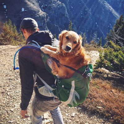 animal-factbook:  Golden retrievers often serve as guides for mountain climbers and hikers. They are quick to learn trails and able to lead humans to safety. However, this breed is very afraid of heights and thus must be carried in a backpack in order