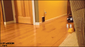 gifsboom:  Cat rides dump truck.[video]