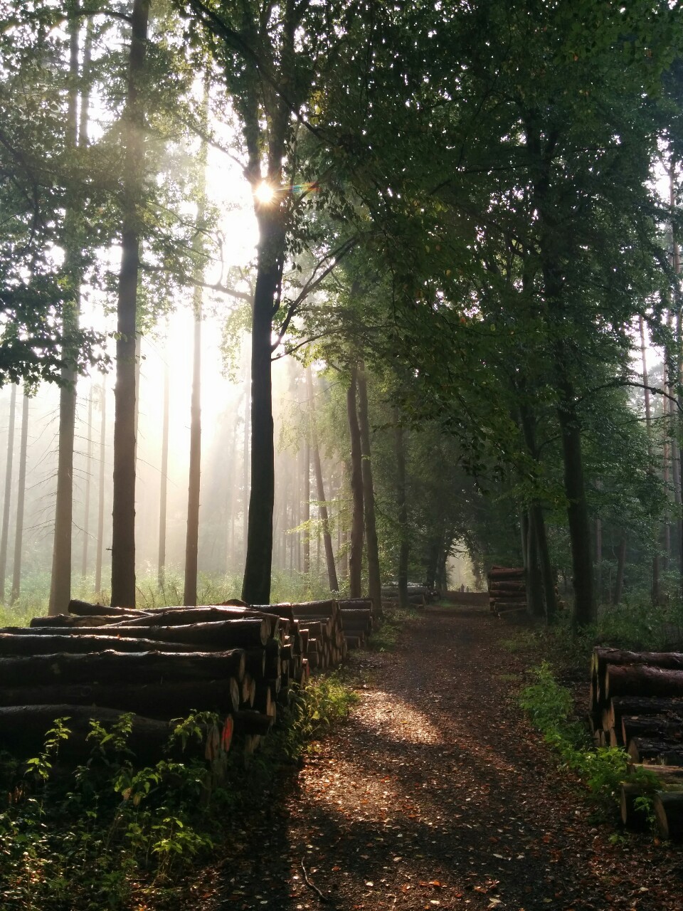 wiitch-craft:  philipwernerfoto:  After the rain. Forest in Risen, Hamburg, where