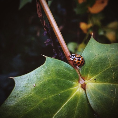 instagram:Portrait of a Botanical Garden with @shish0vaTo see more Irina’s photos of botanical garde